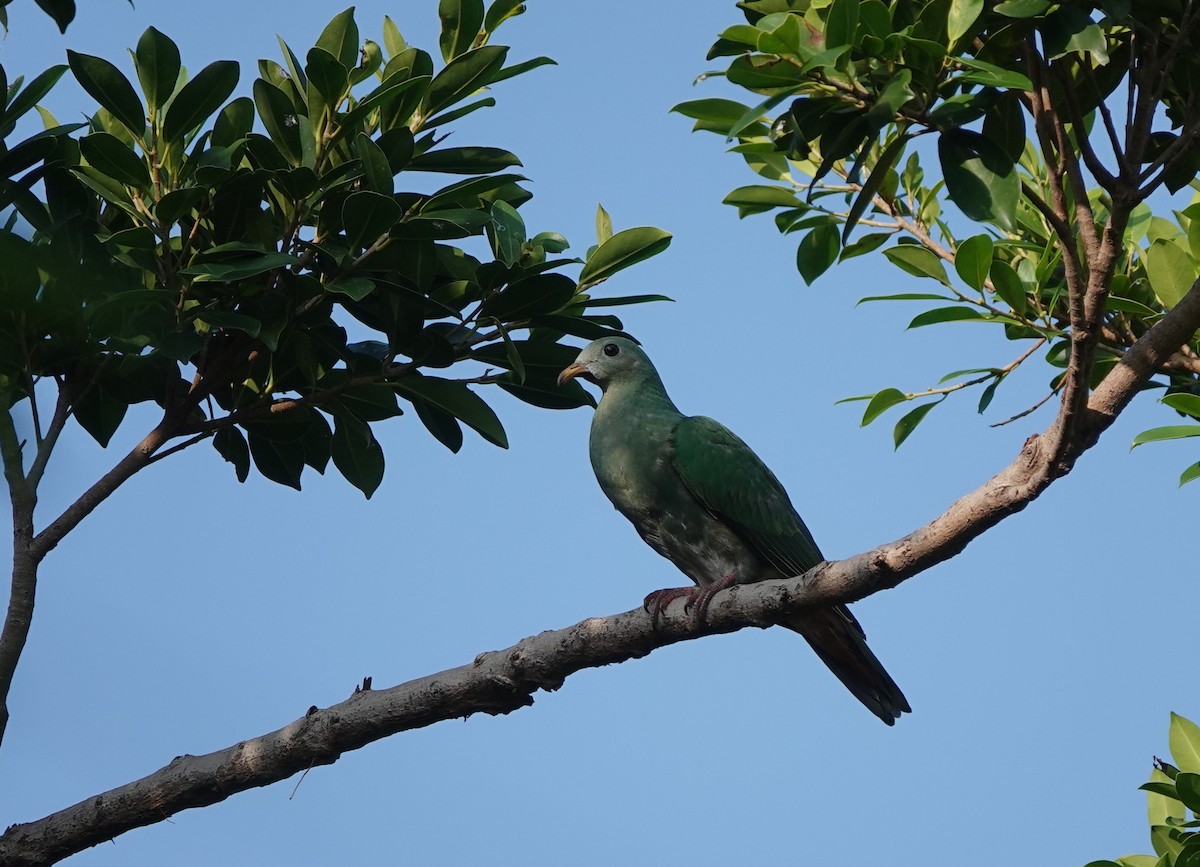 pigeon/dove sp. - ML642766887
