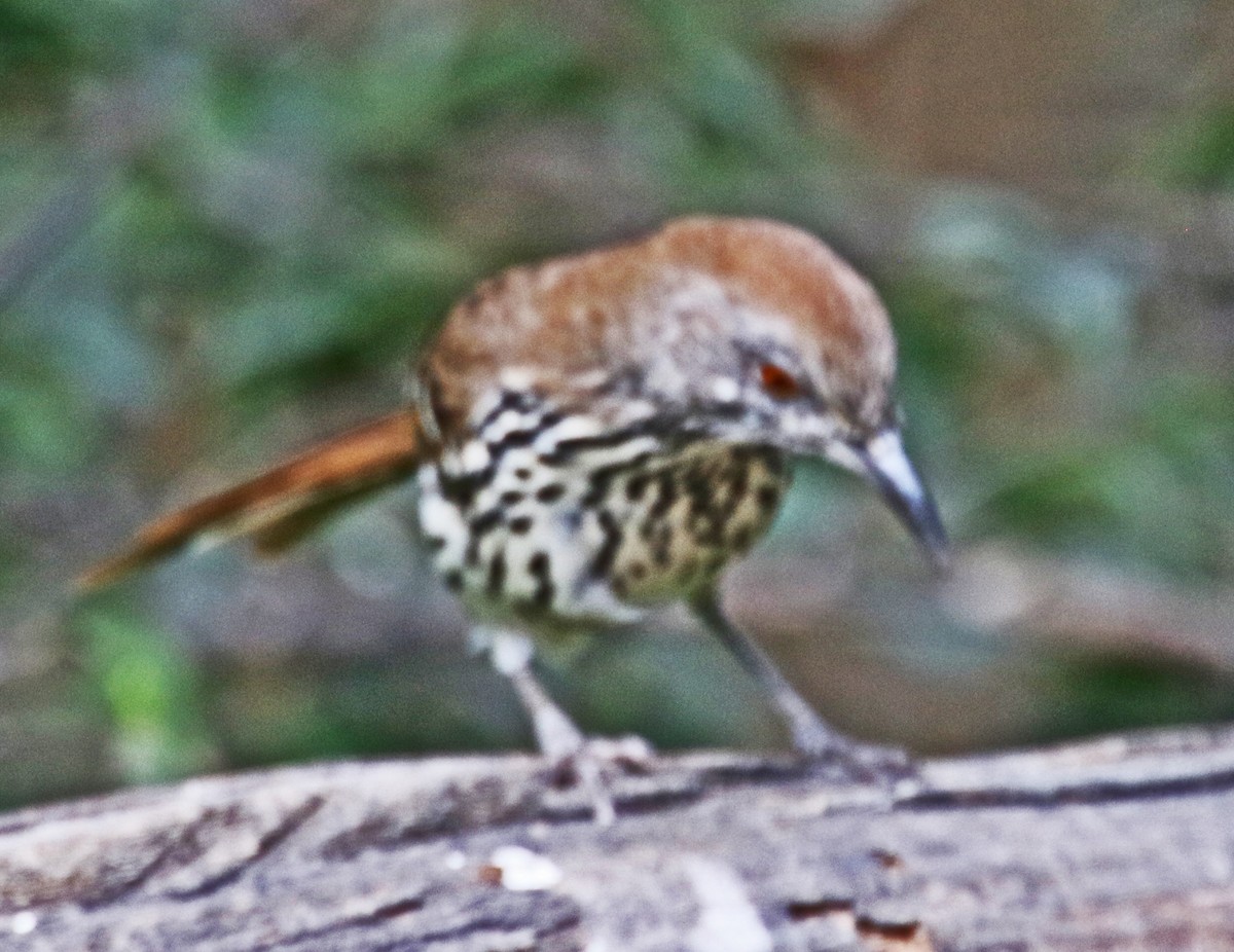 Long-billed Thrasher - ML642766896