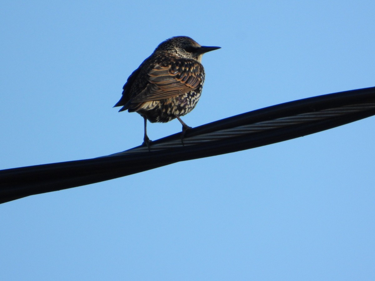 European Starling - ML642766900