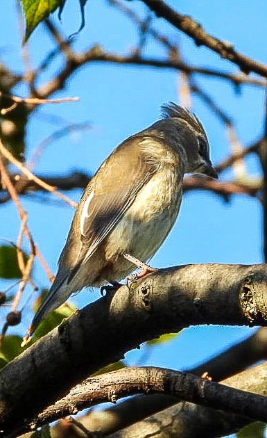Cedar Waxwing - ML642766904
