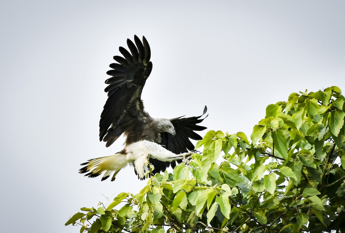 Gray-headed Fish-Eagle - ML642766908
