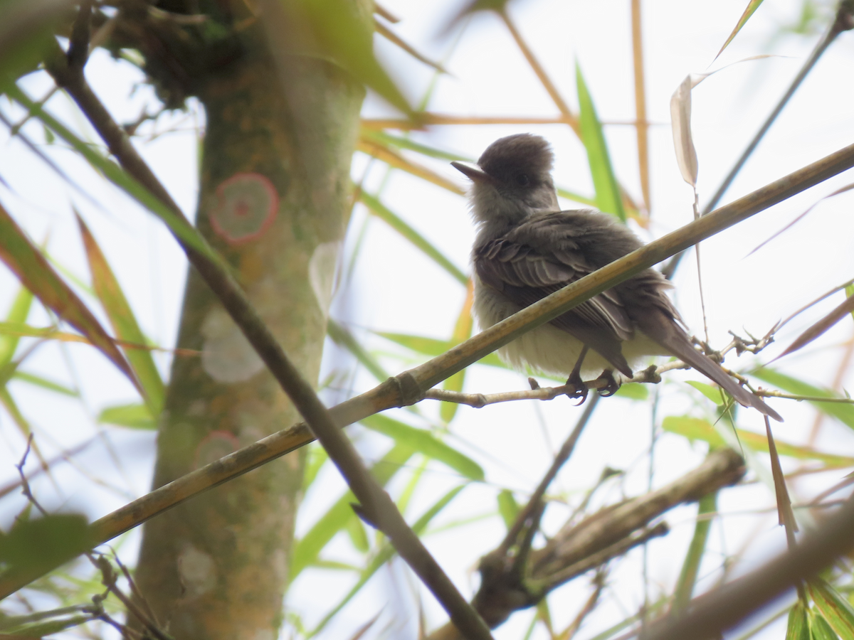 Short-crested Flycatcher - ML642766910