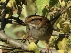 White-throated Sparrow - ML642766913