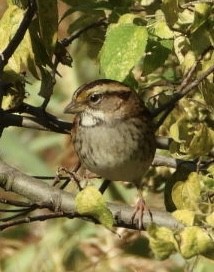 White-throated Sparrow - ML642766914