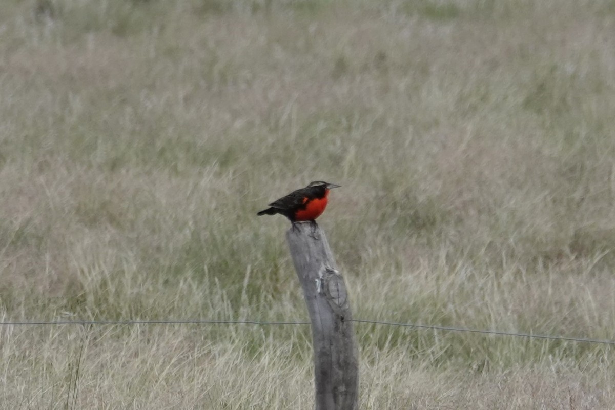 Pampas Meadowlark - ML642766915