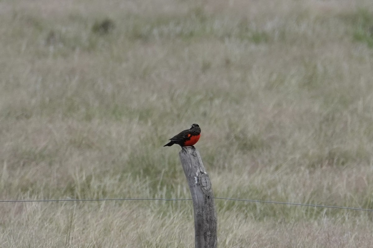 Pampas Meadowlark - ML642766917