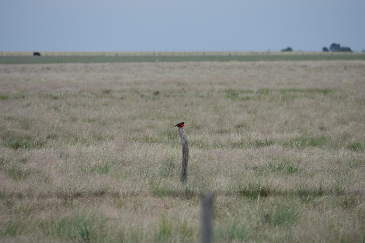 Pampas Meadowlark - ML642766918