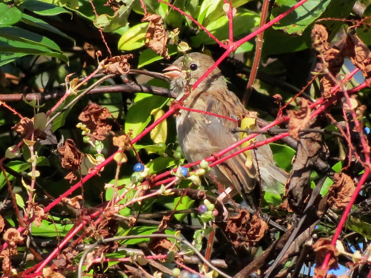 Field Sparrow - ML642766921