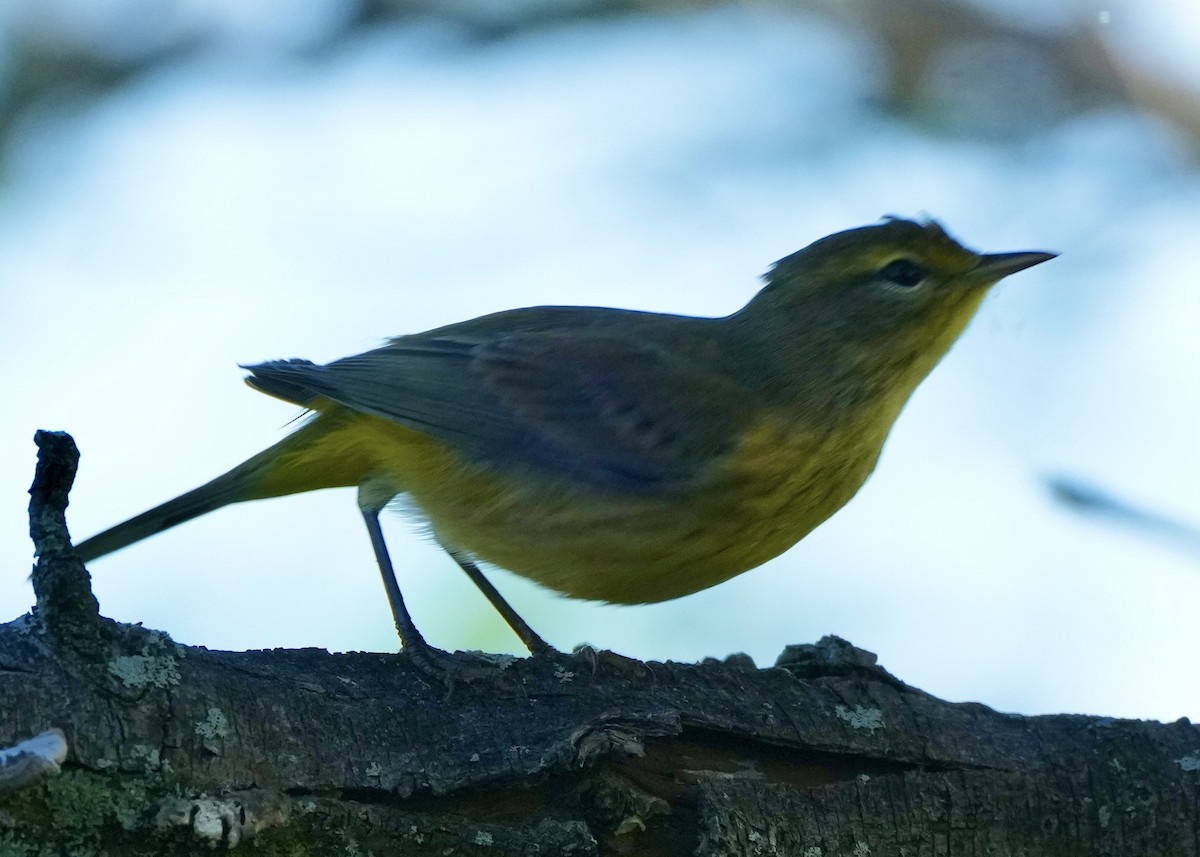 Palm Warbler - ML642766924