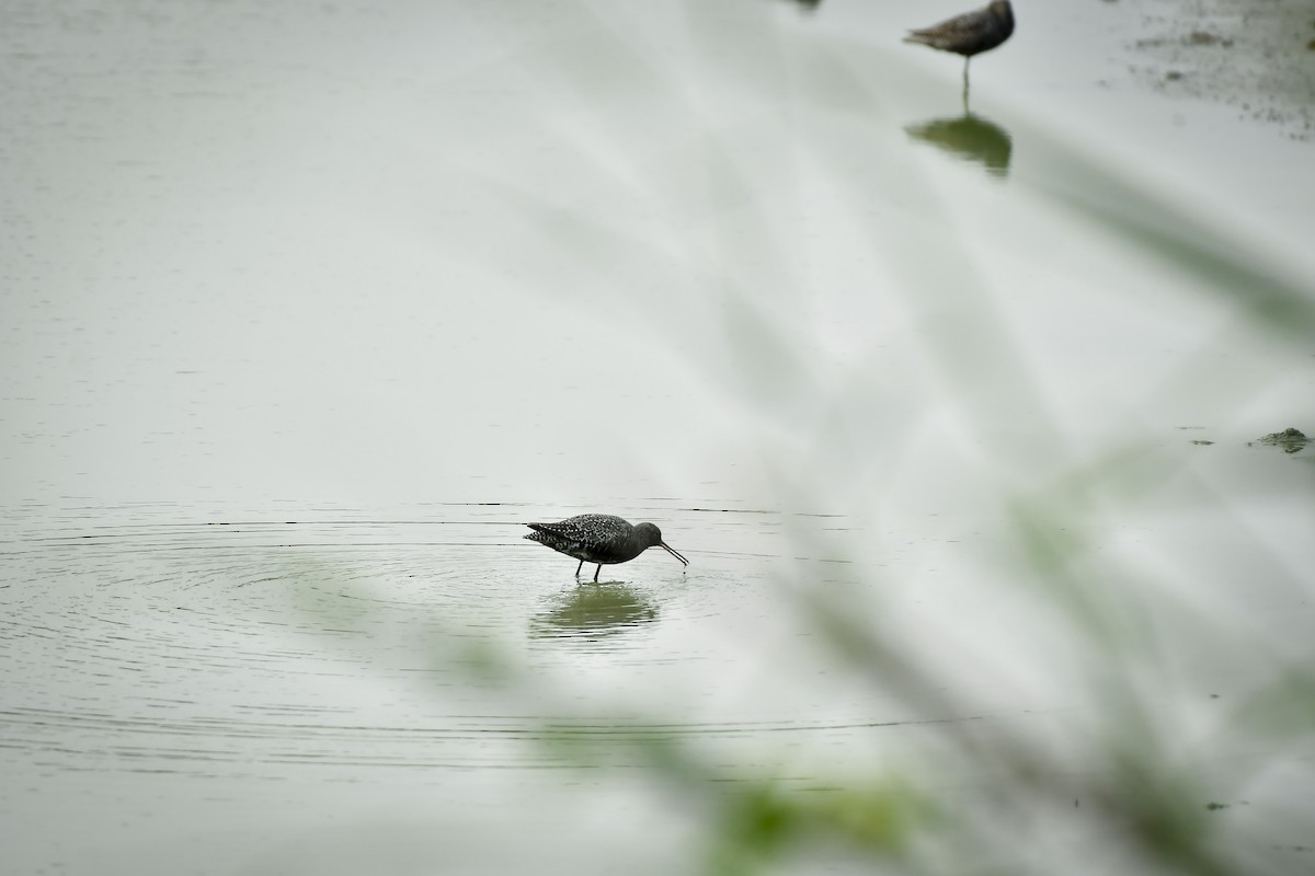 Spotted Redshank - ML642766926