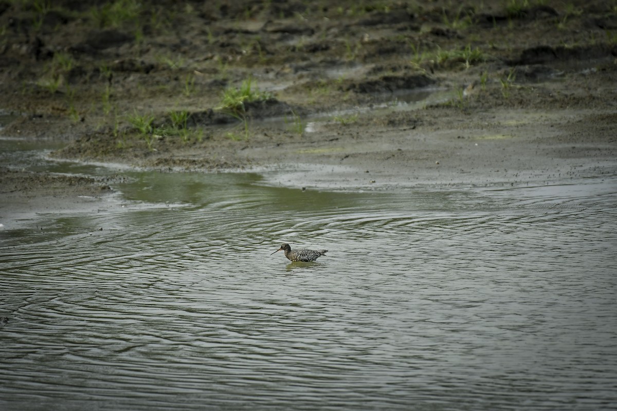 Spotted Redshank - ML642766927