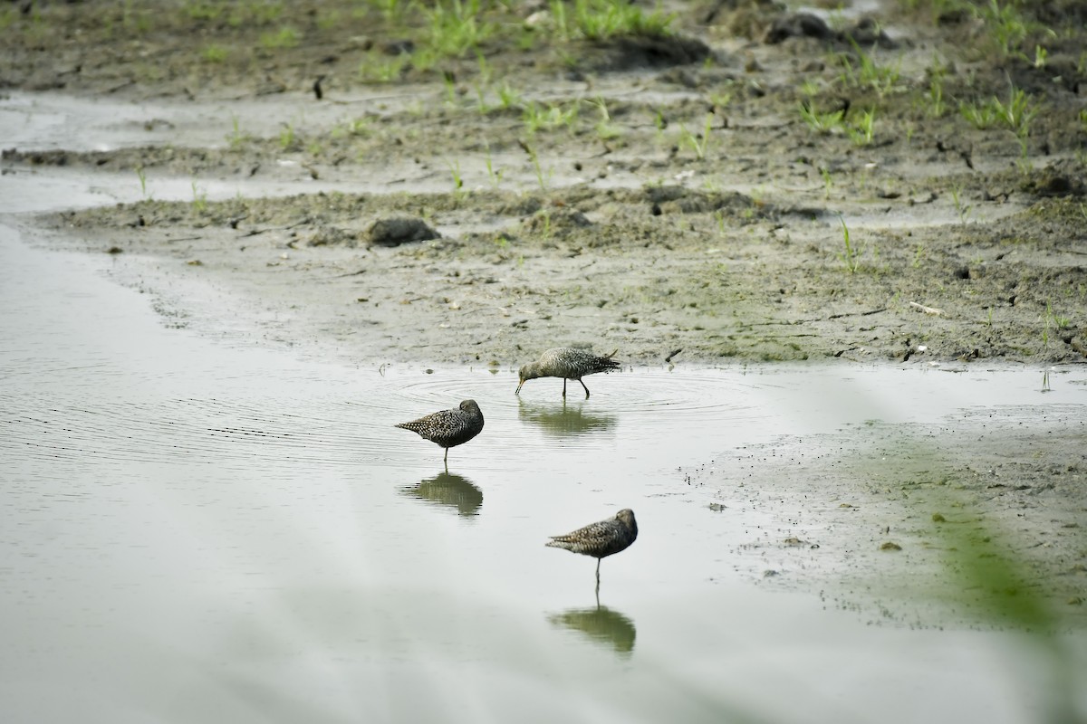 Spotted Redshank - ML642766929
