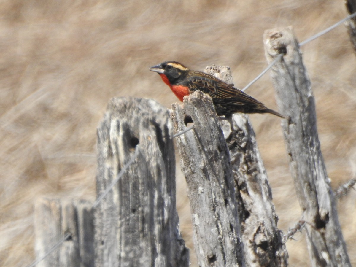White-browed Meadowlark - ML642766935