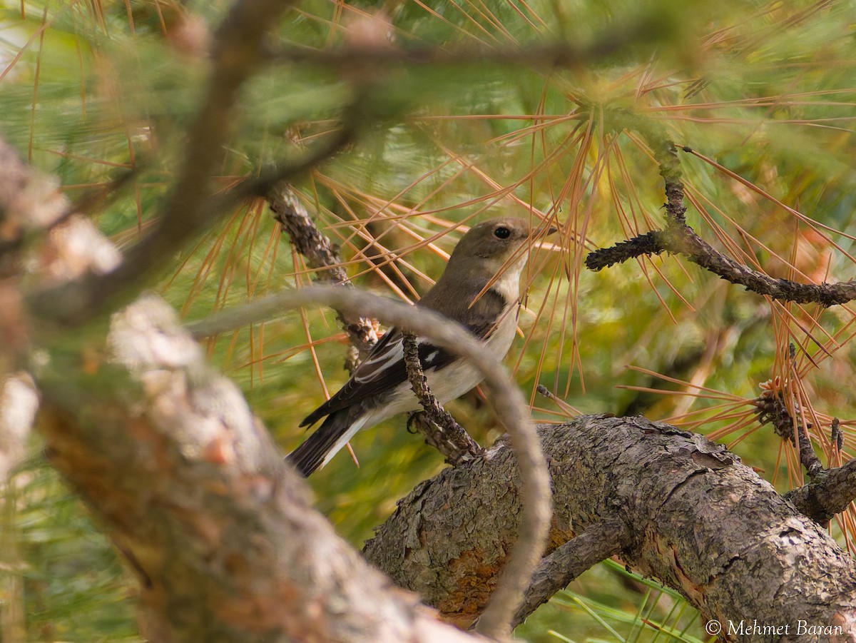 Collared Flycatcher - ML642766940