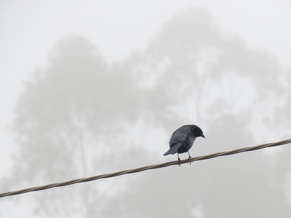 Shiny Cowbird - ML642766941