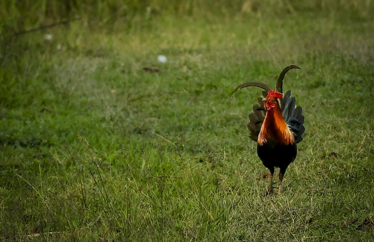 Red Junglefowl - ML642766944