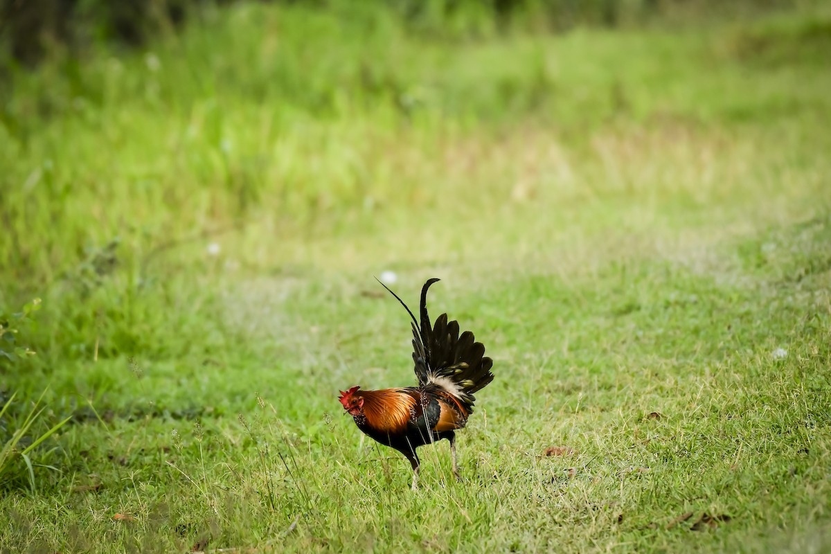 Red Junglefowl - ML642766945
