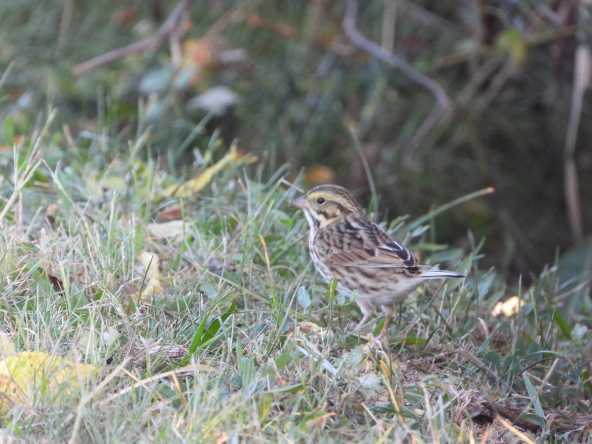 Savannah Sparrow - ML642766946
