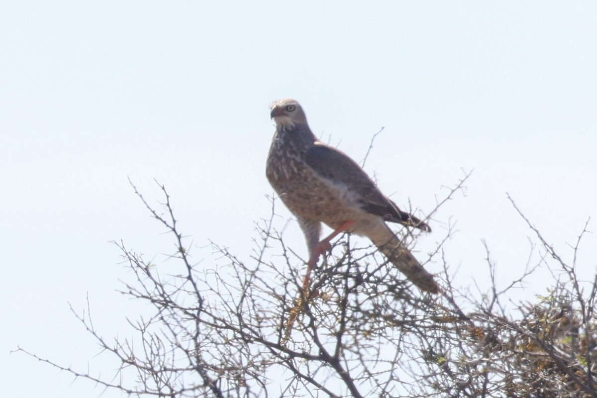 Pale Chanting-Goshawk - ML642766954