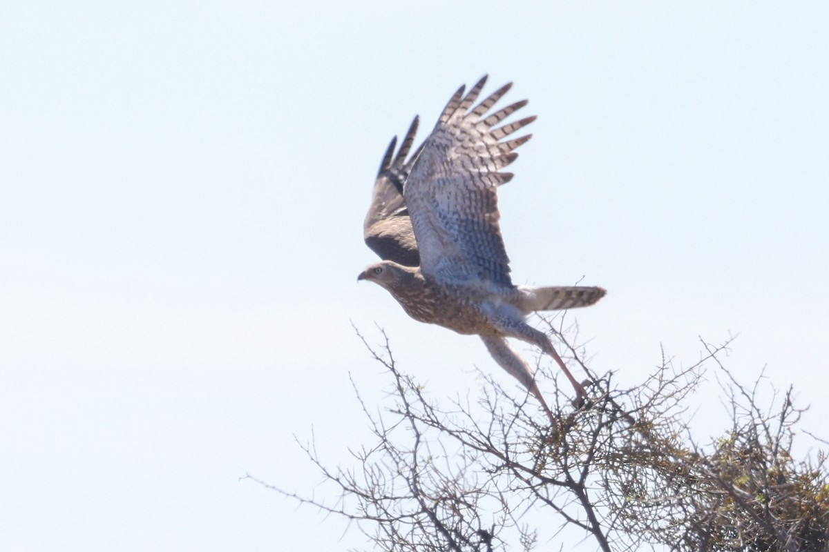 Pale Chanting-Goshawk - ML642766959