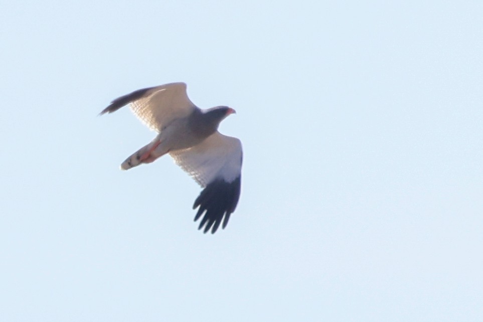 Pale Chanting-Goshawk - ML642766960