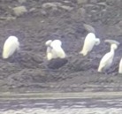 Ibis falcinelle - ML642766967