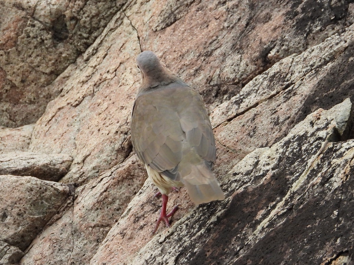 White-tipped Dove - ML642766972
