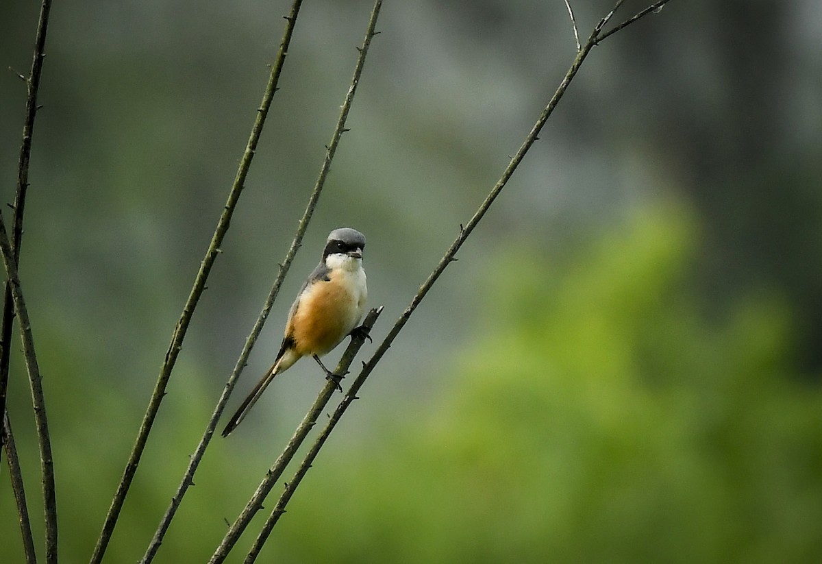 Long-tailed Shrike - ML642766973