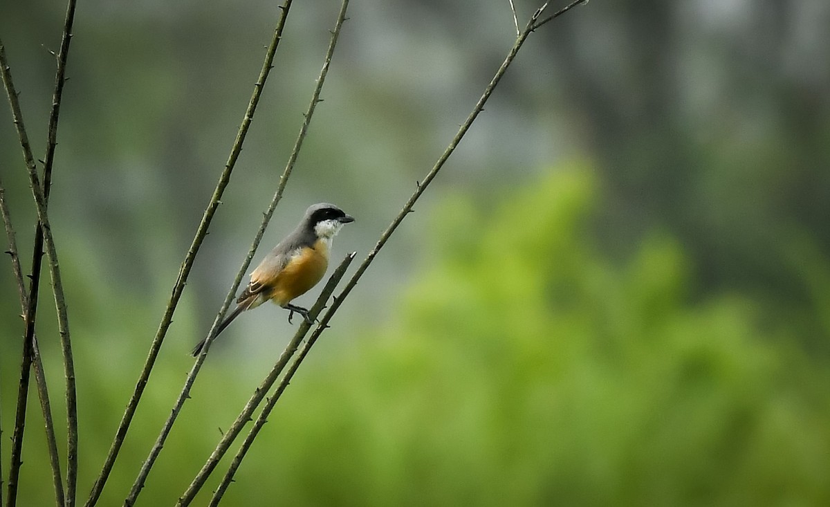 Long-tailed Shrike - ML642766974