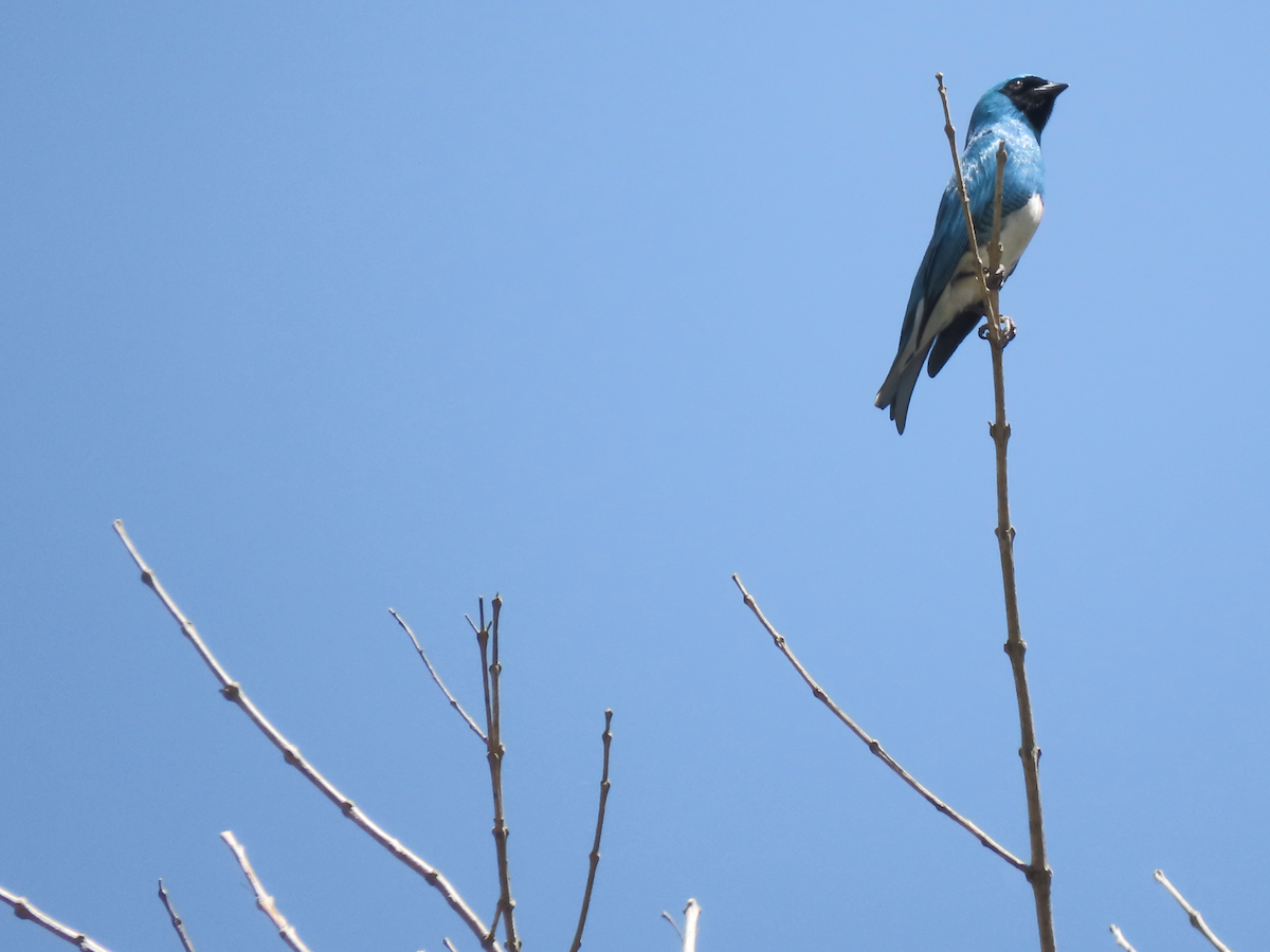 Swallow Tanager - ML642766975