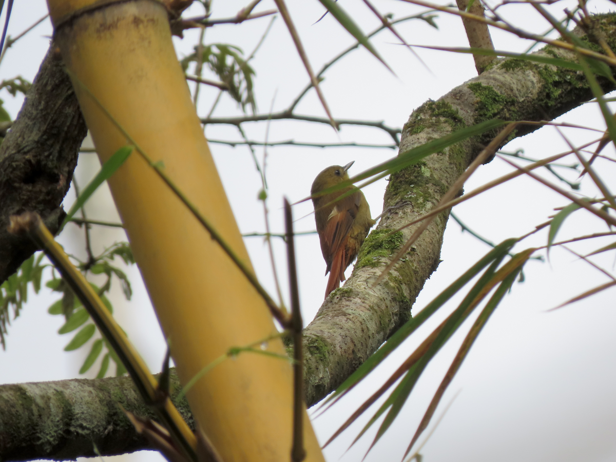 Olivaceous Woodcreeper - ML642766994