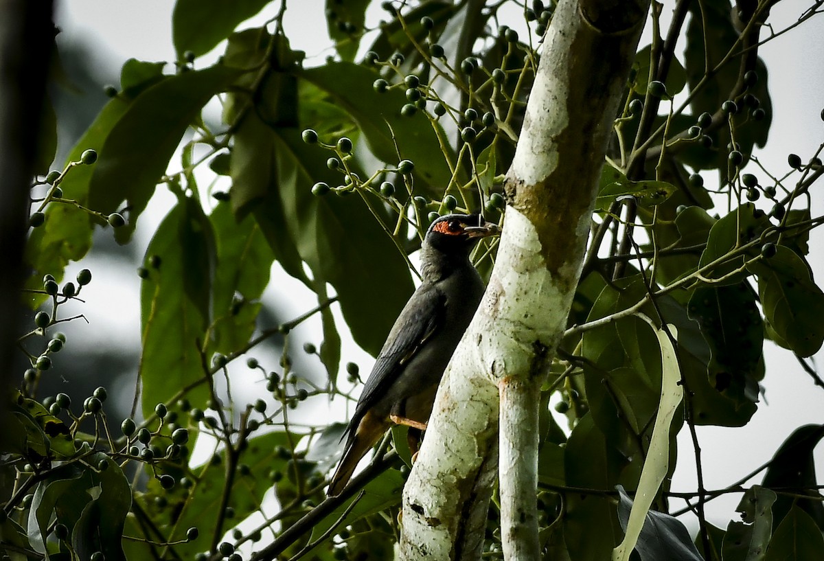 Bank Myna - ML642766999