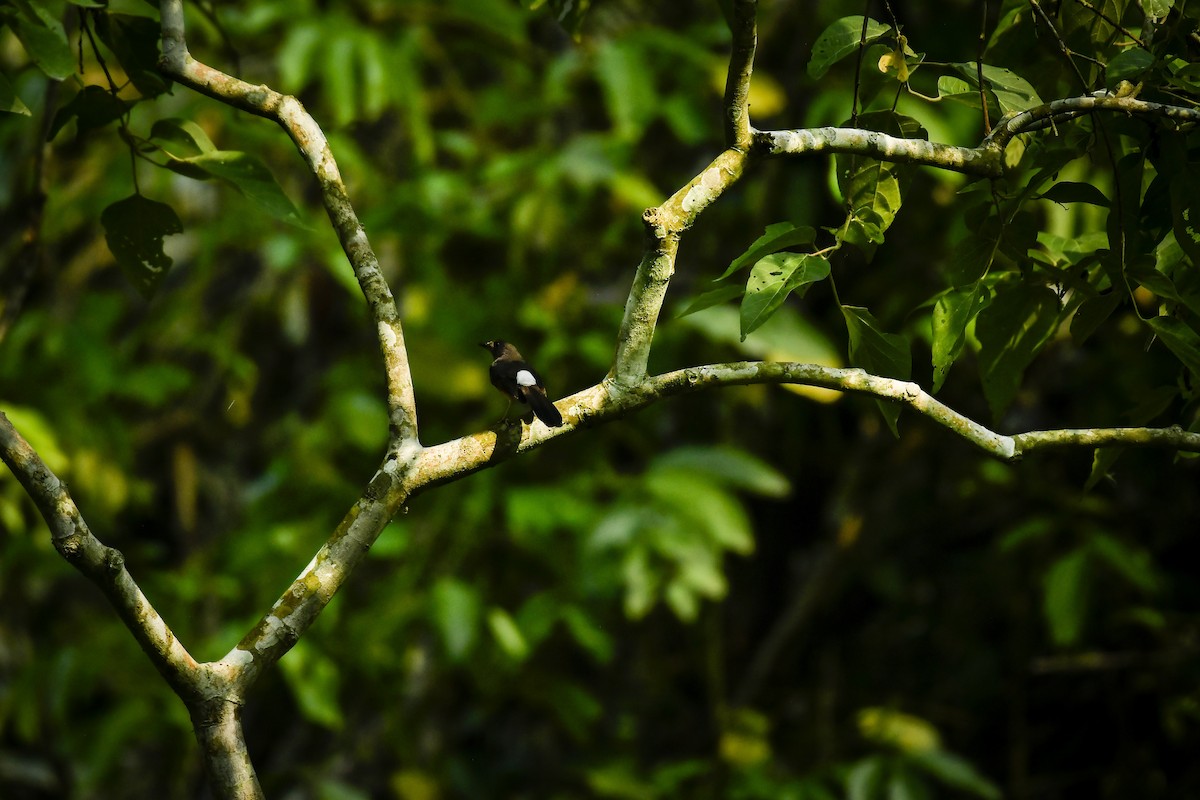 White-rumped Shama - ML642767016