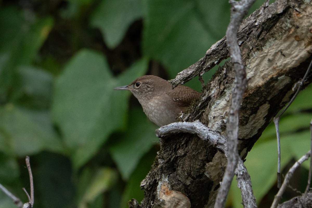 Northern House Wren - ML642767044