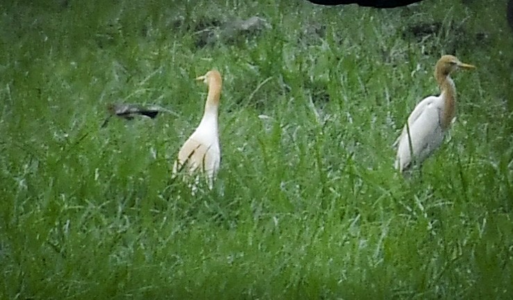 Eastern Cattle-Egret - ML642767051