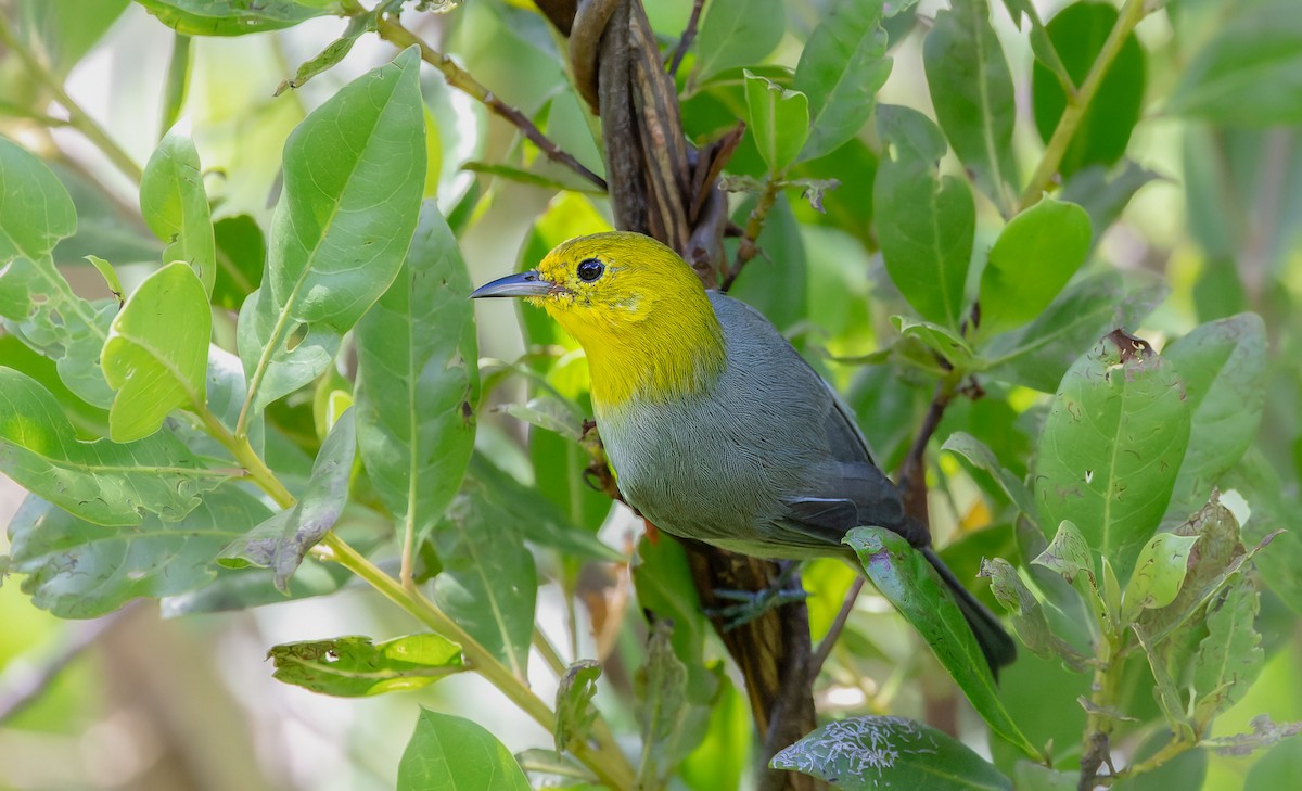 Yellow-headed Warbler - ML642767056