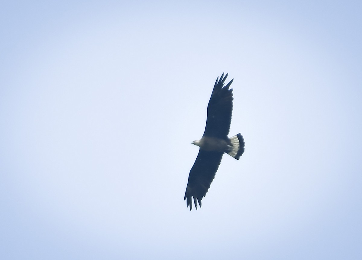 Pallas's Fish-Eagle - ML642767113