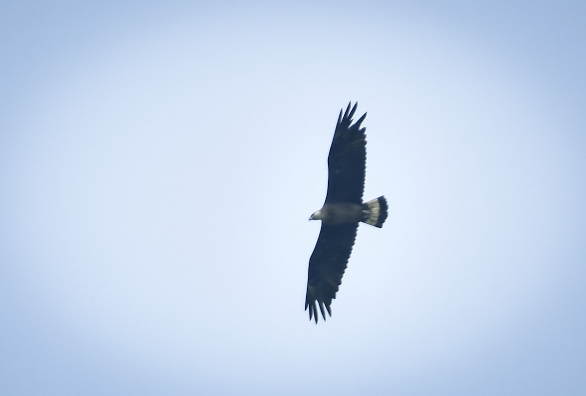 Pallas's Fish-Eagle - ML642767114