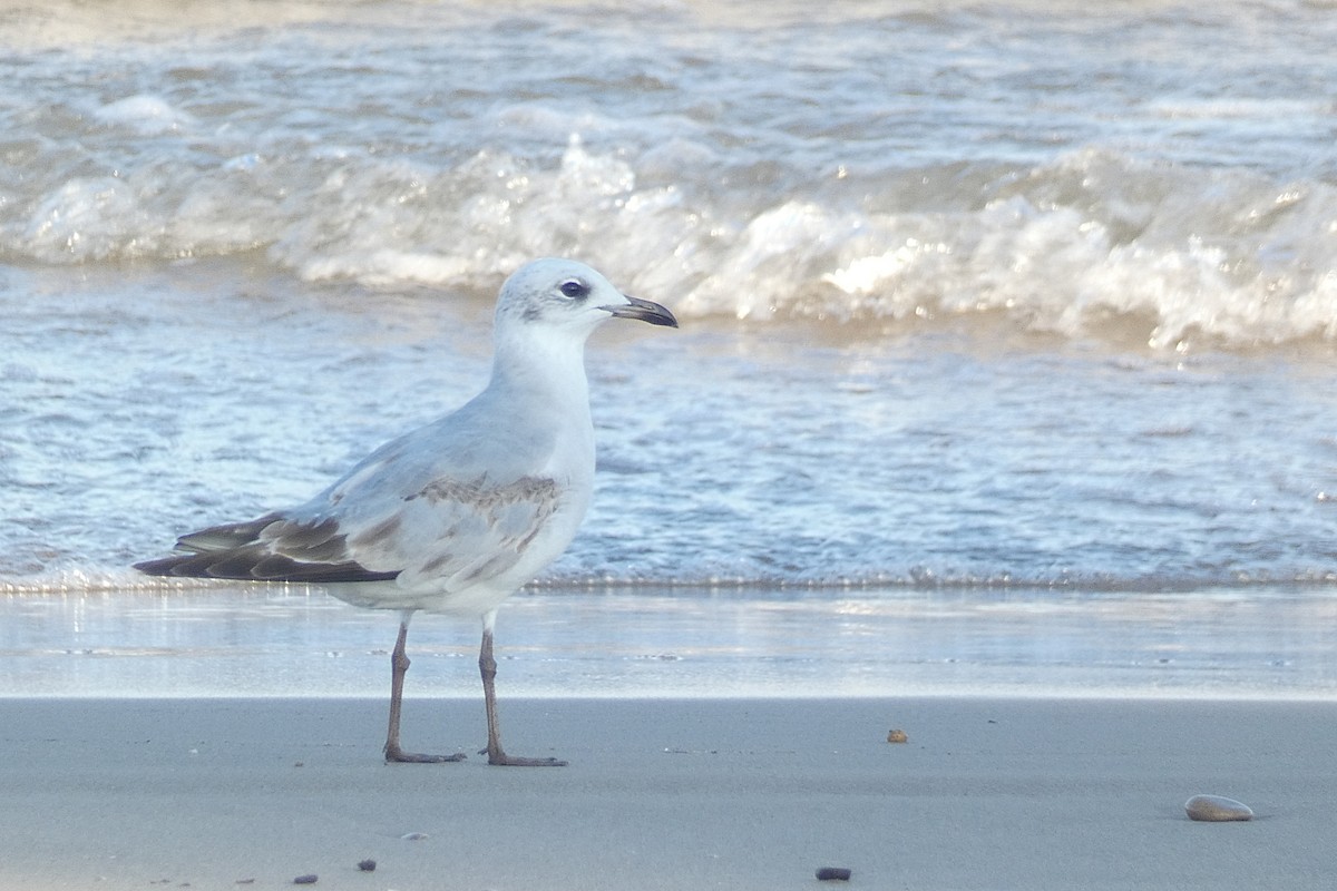 Mediterranean Gull - ML642767116