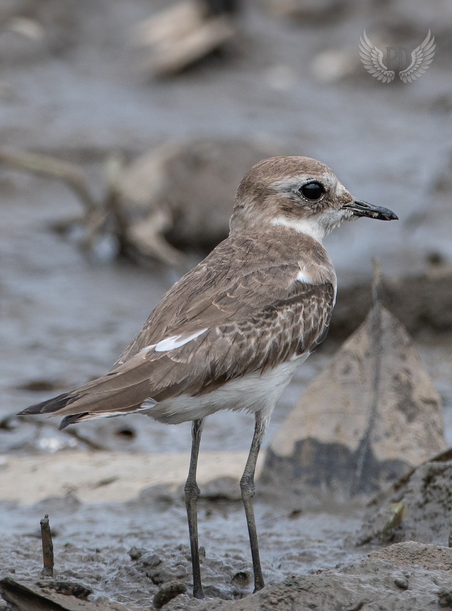 Tibetregenpfeifer - ML642767120