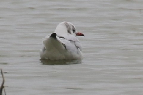 Black-headed Gull - ML642767124
