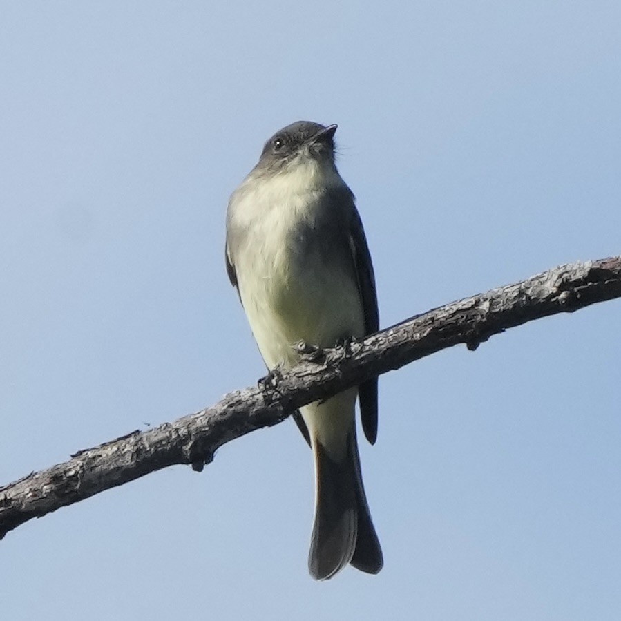Eastern Phoebe - ML642767125