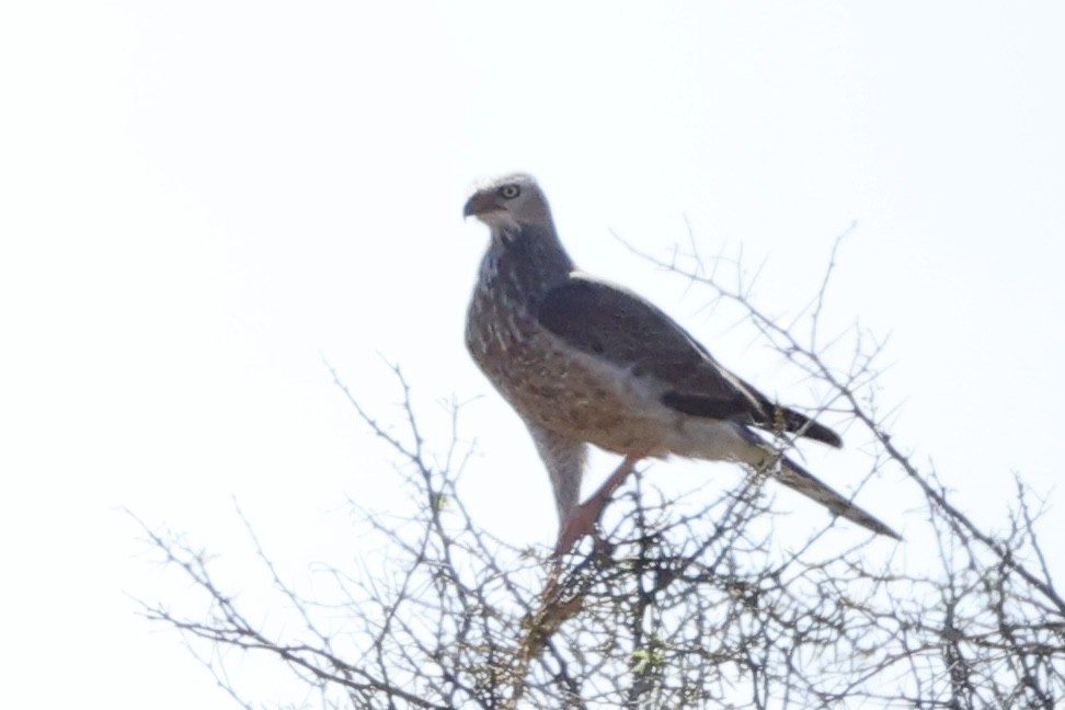Pale Chanting-Goshawk - ML642767179