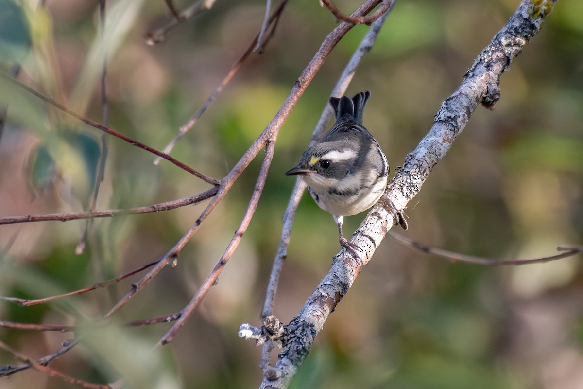 Black-throated Gray Warbler - ML642767181