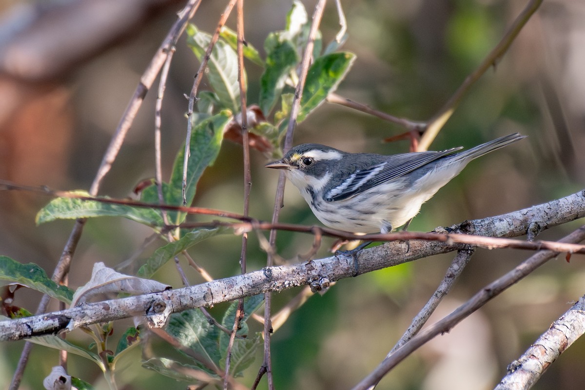 Black-throated Gray Warbler - ML642767182