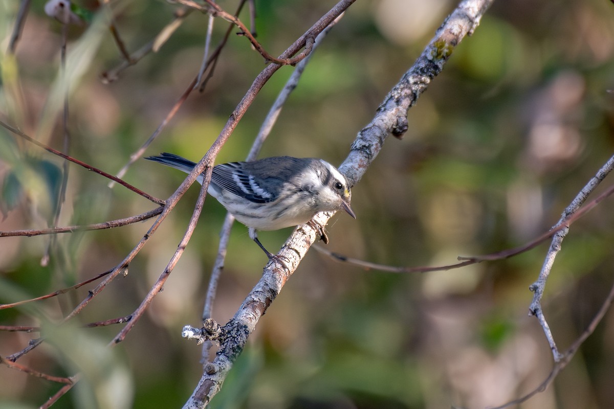 Black-throated Gray Warbler - ML642767183