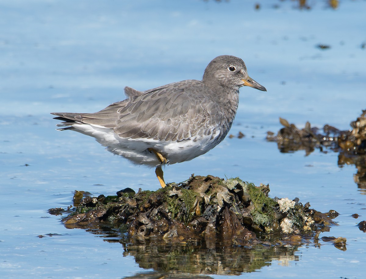 Surfbird - ML642767186