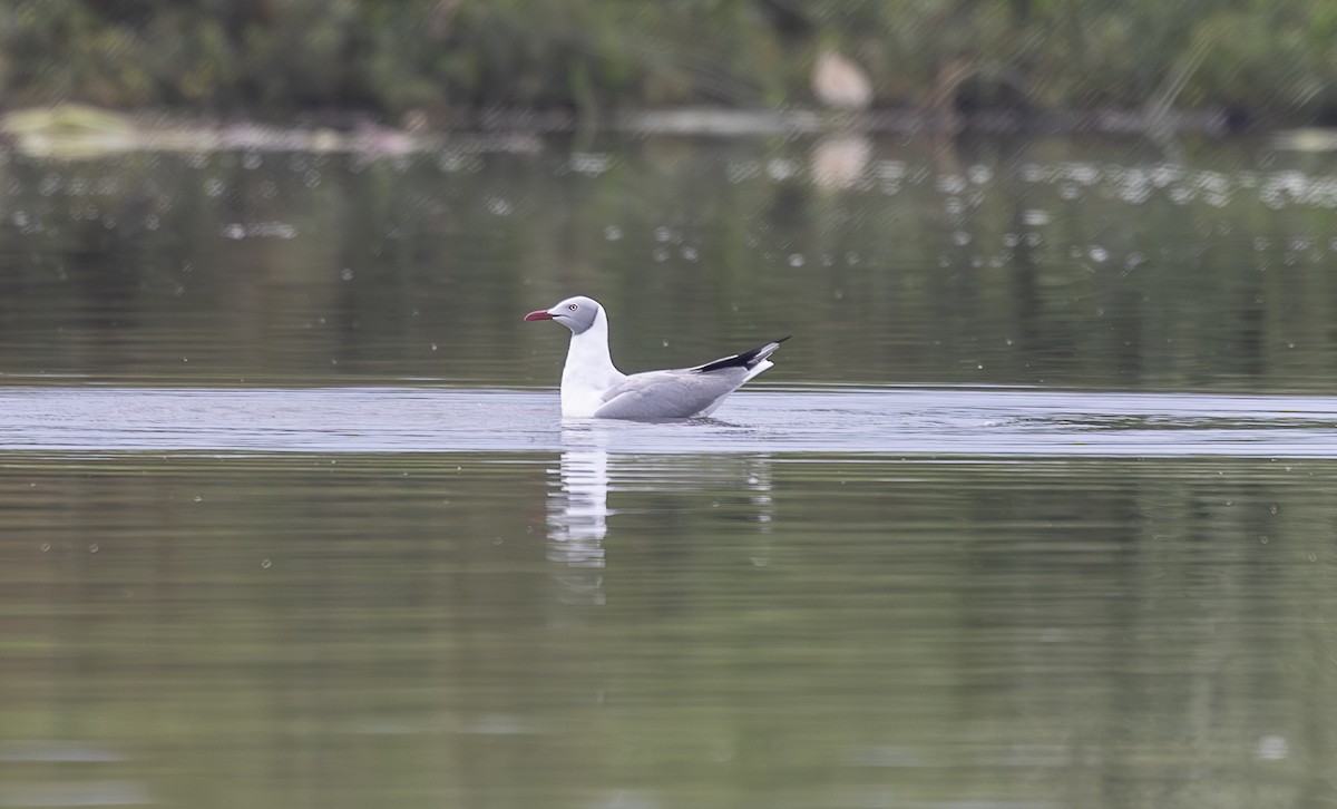 Gabbiano testagrigia - ML642767218
