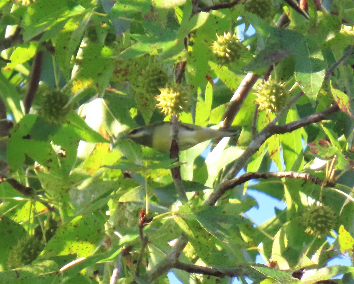 Golden-winged Warbler - ML642767251