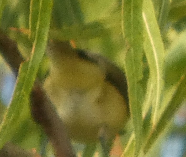 Philadelphia/Warbling Vireo - ML642767252